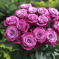 Prince Of Persia Rose