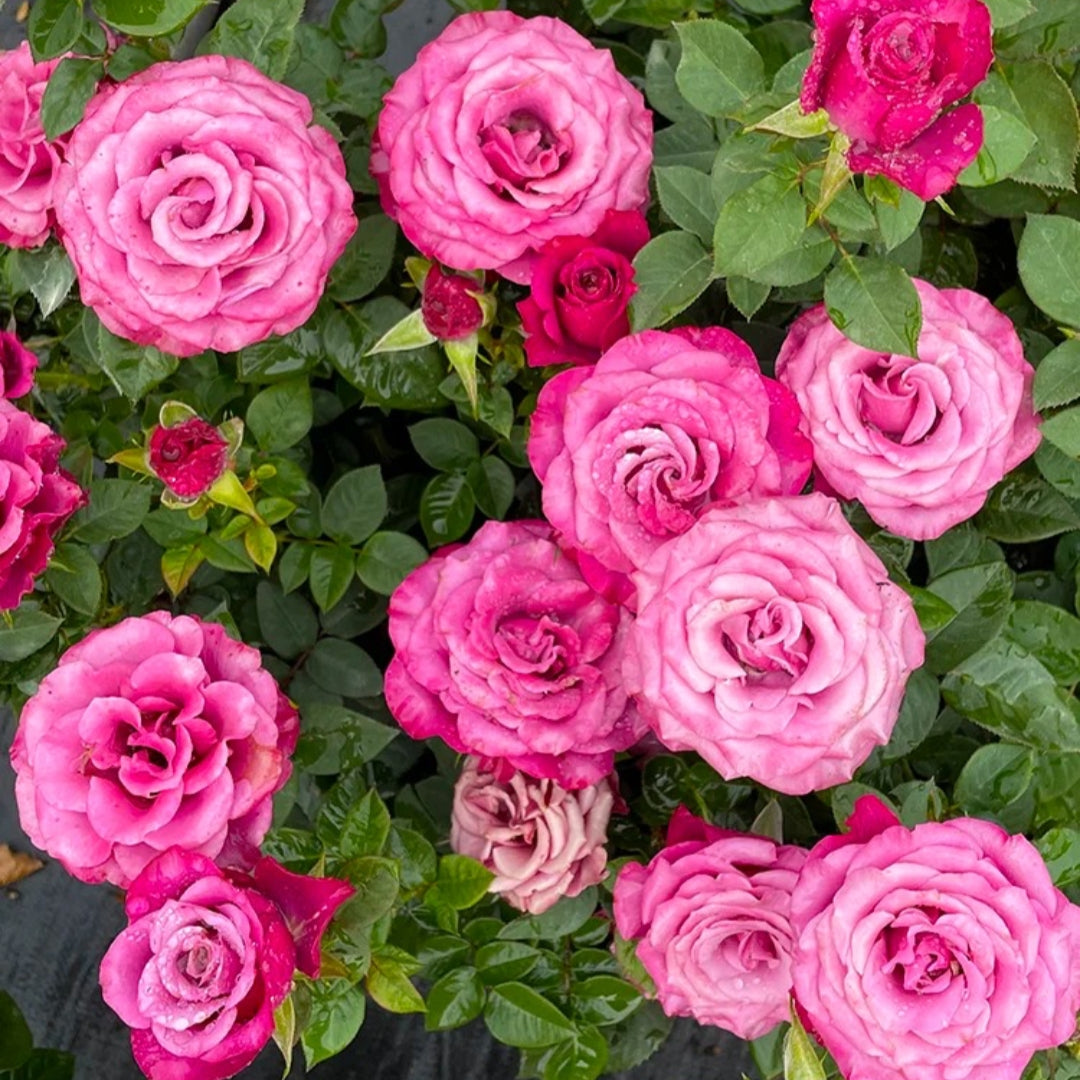 Prince Of Persia Rose