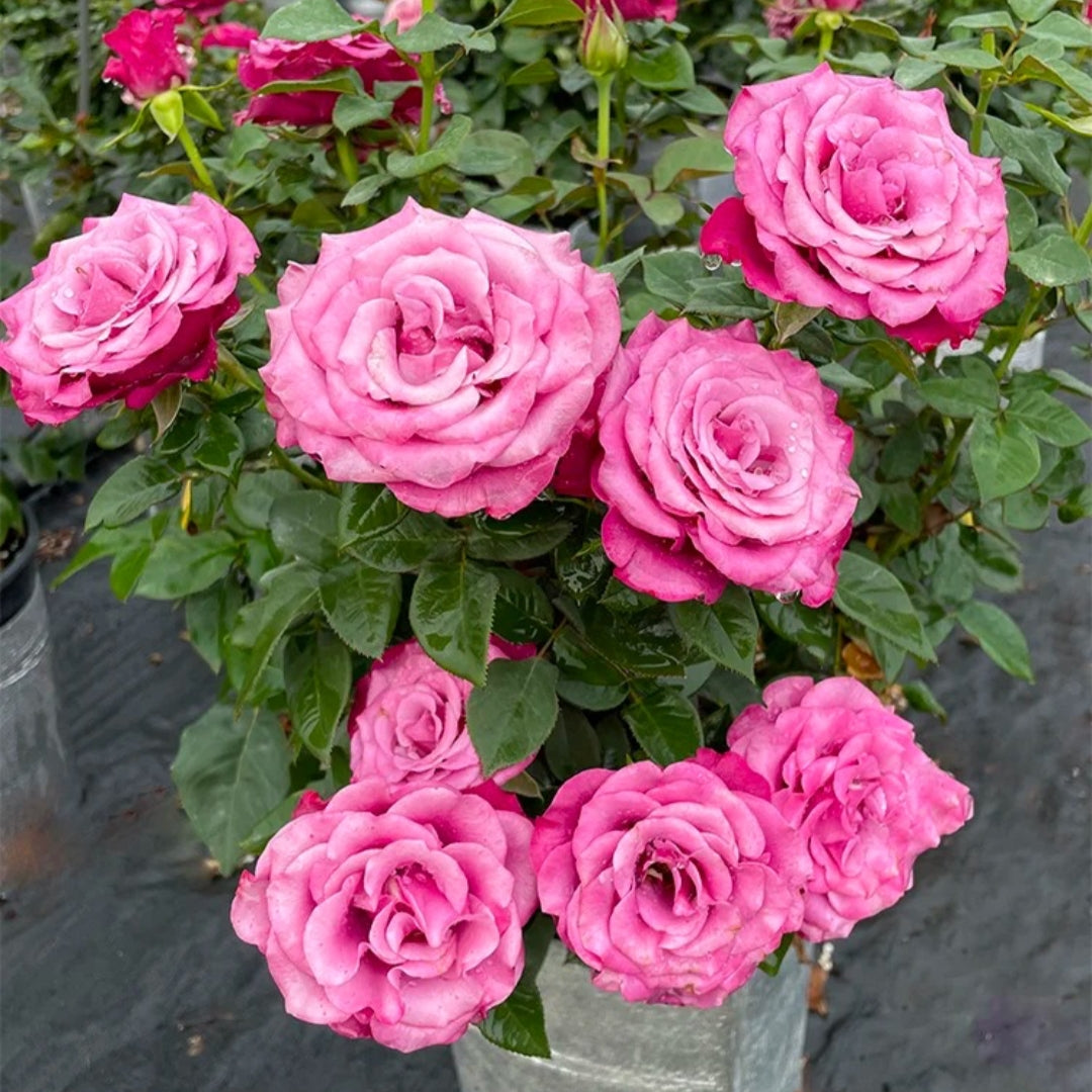 Prince Of Persia Rose