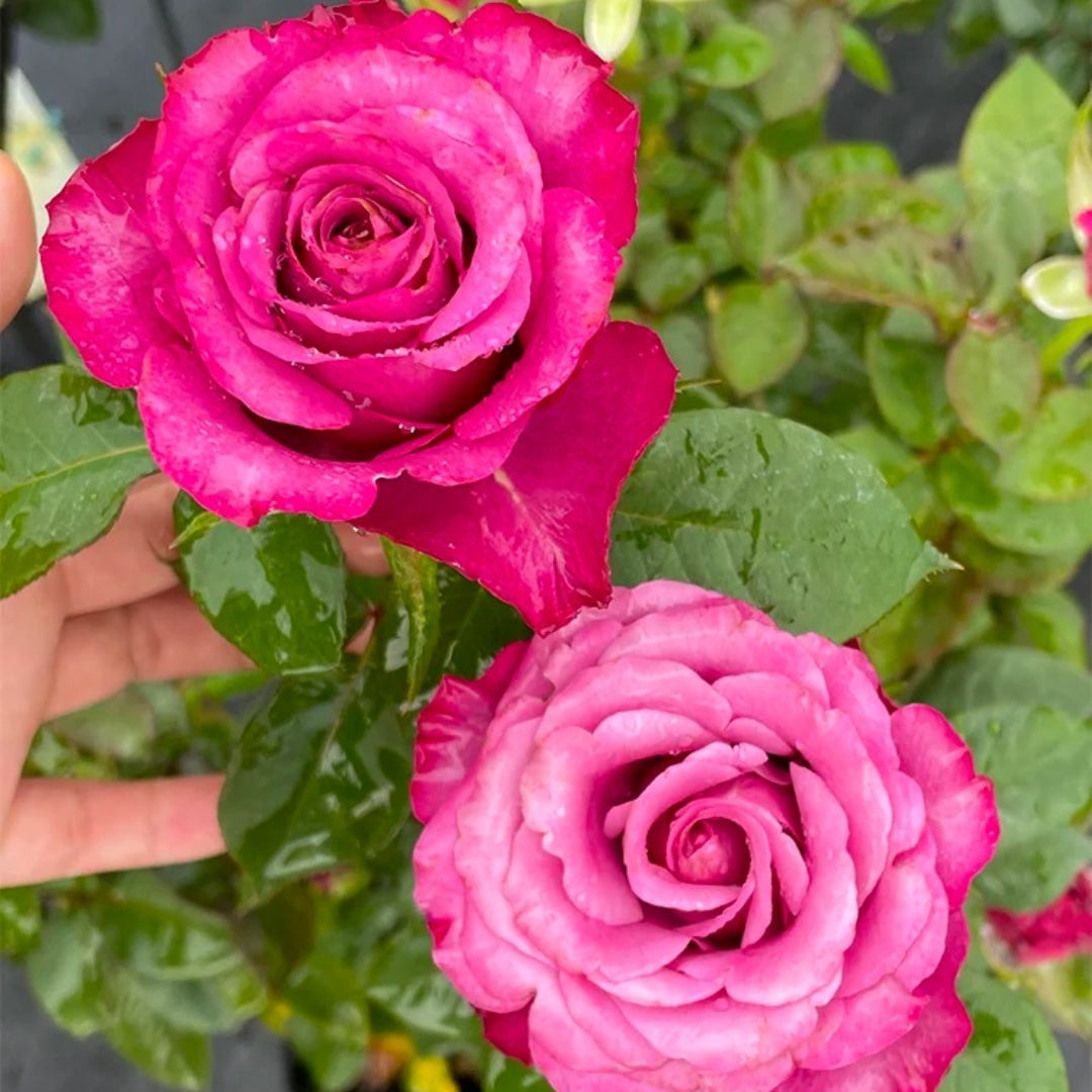 Prince Of Persia Rose