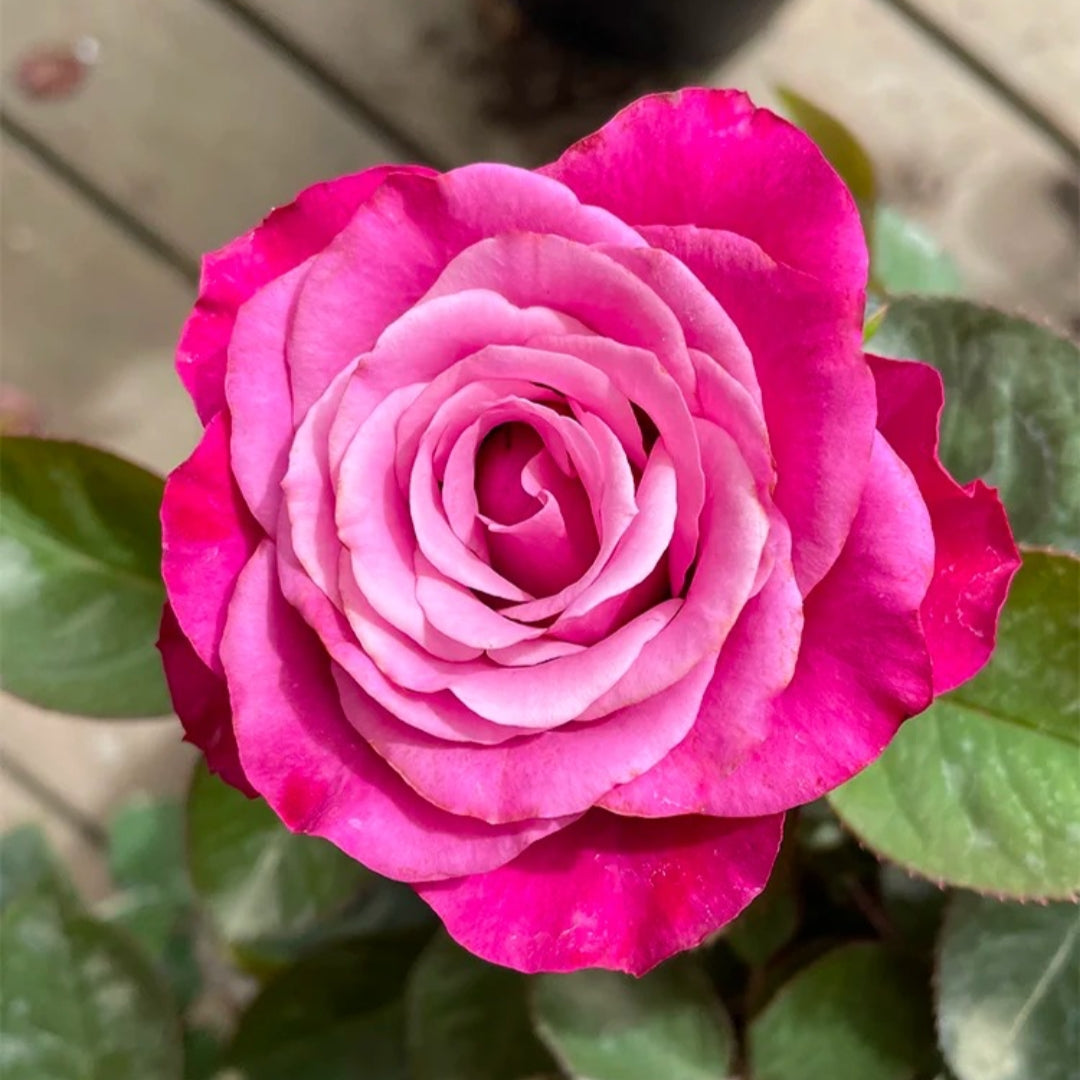 Prince Of Persia Rose