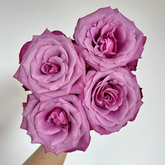 Prince Of Persia Rose