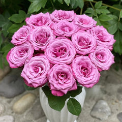 Prince Of Persia Rose