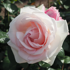 Prince Jardinier Rose
