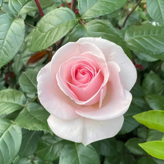 Prince Jardinier Rose