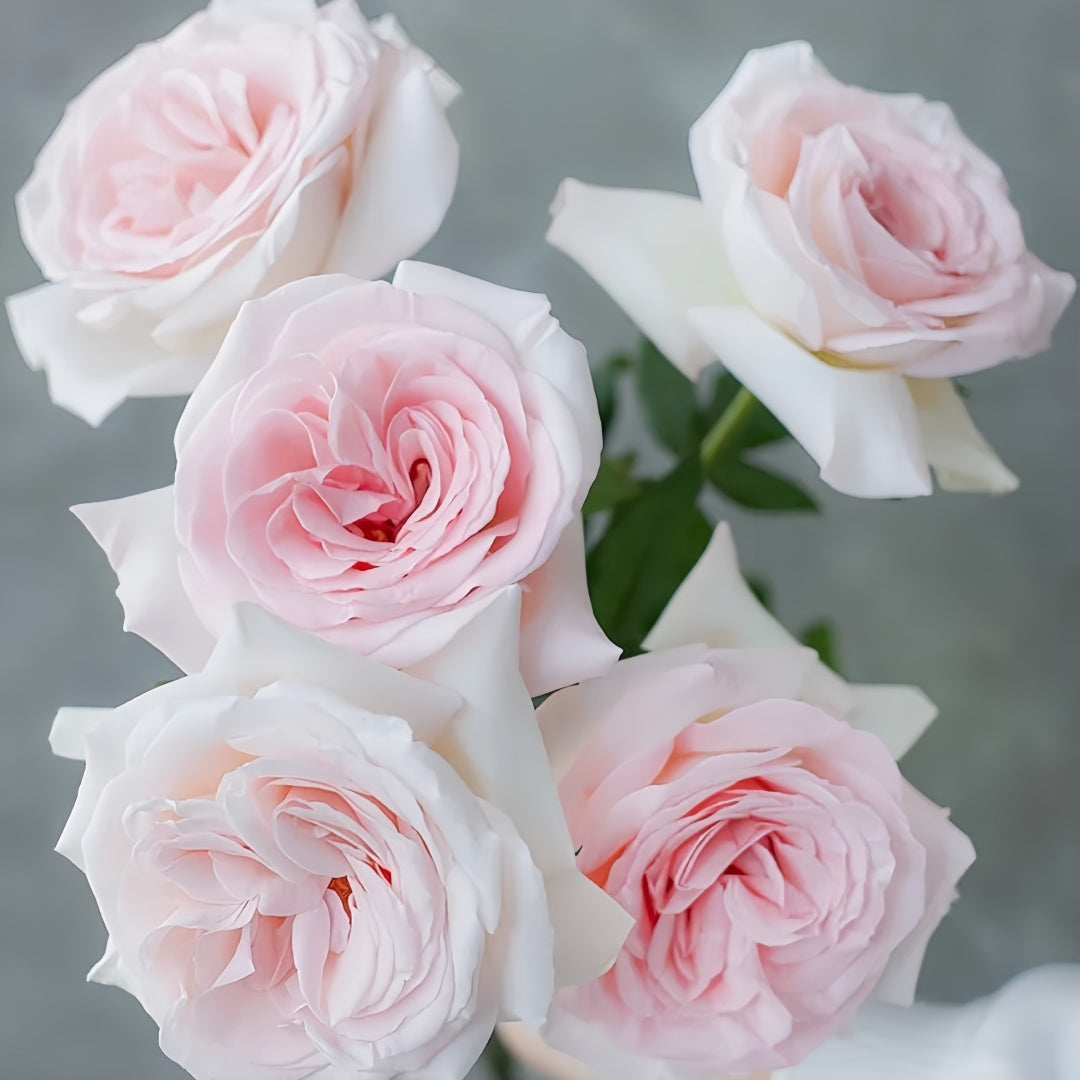 Prince Jardinier Rose