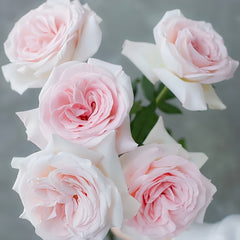 Prince Jardinier Rose