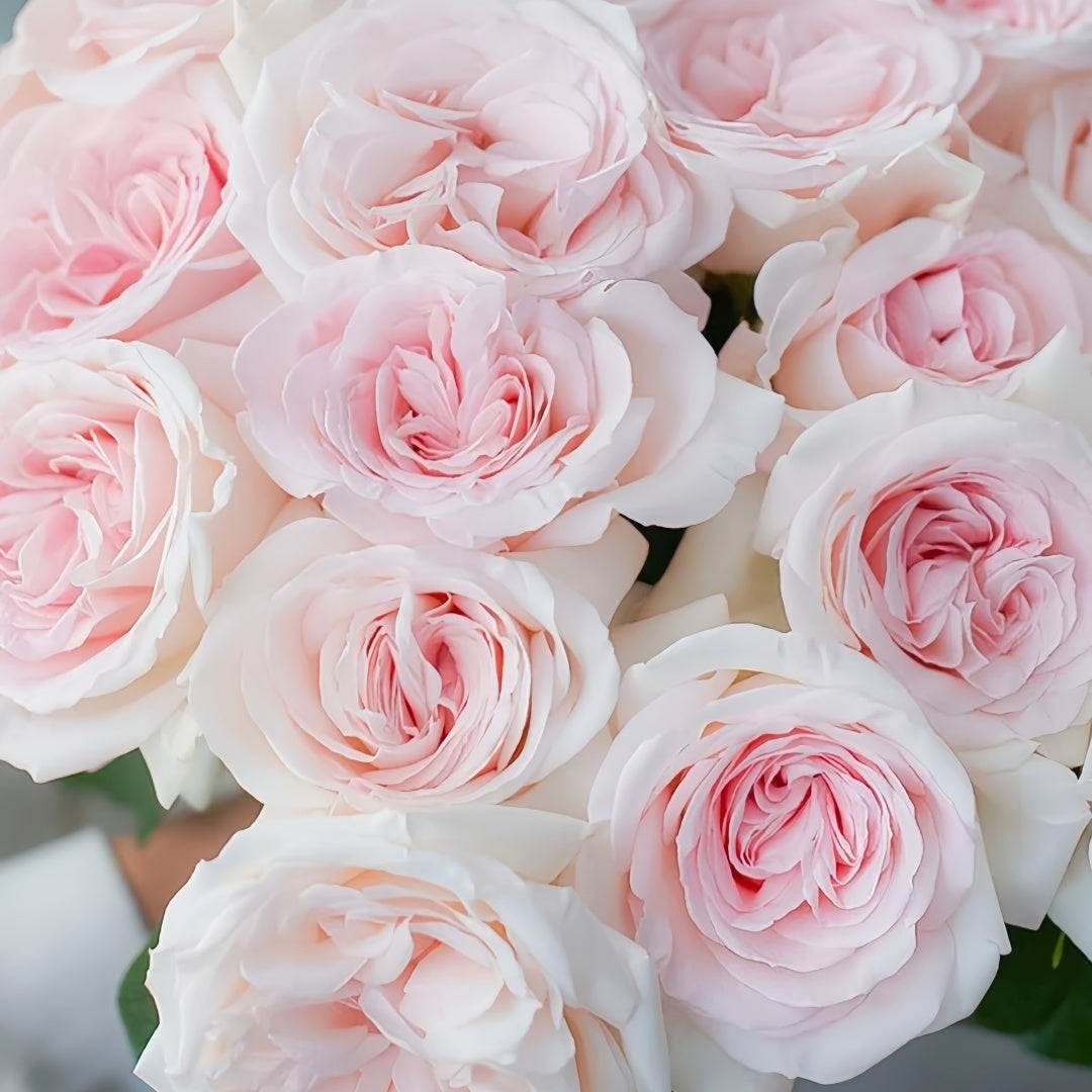 Prince Jardinier Rose