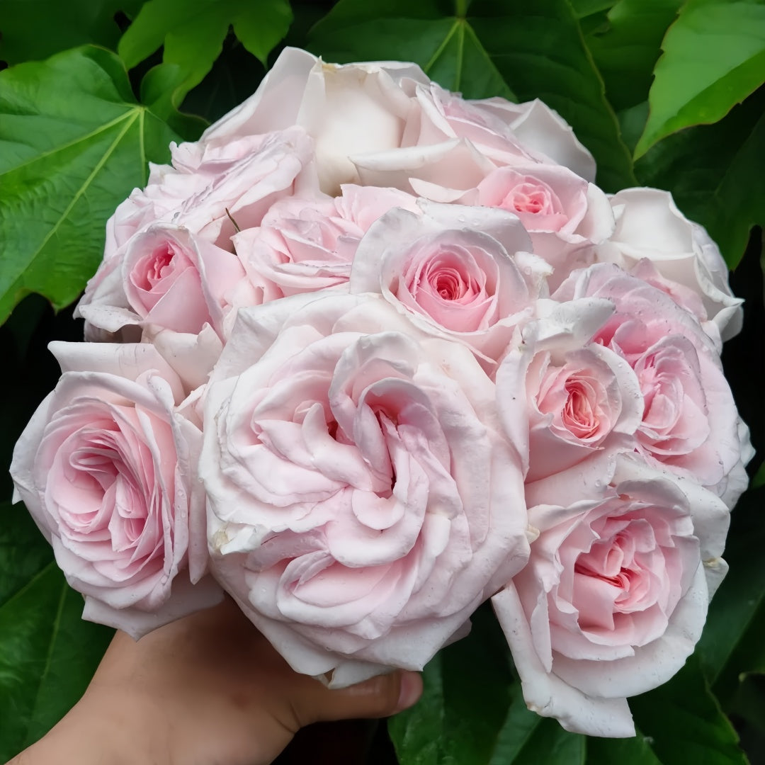 Prince Jardinier Rose
