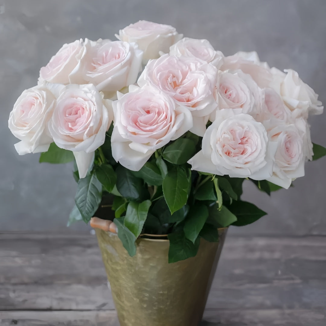 Prince Jardinier Rose
