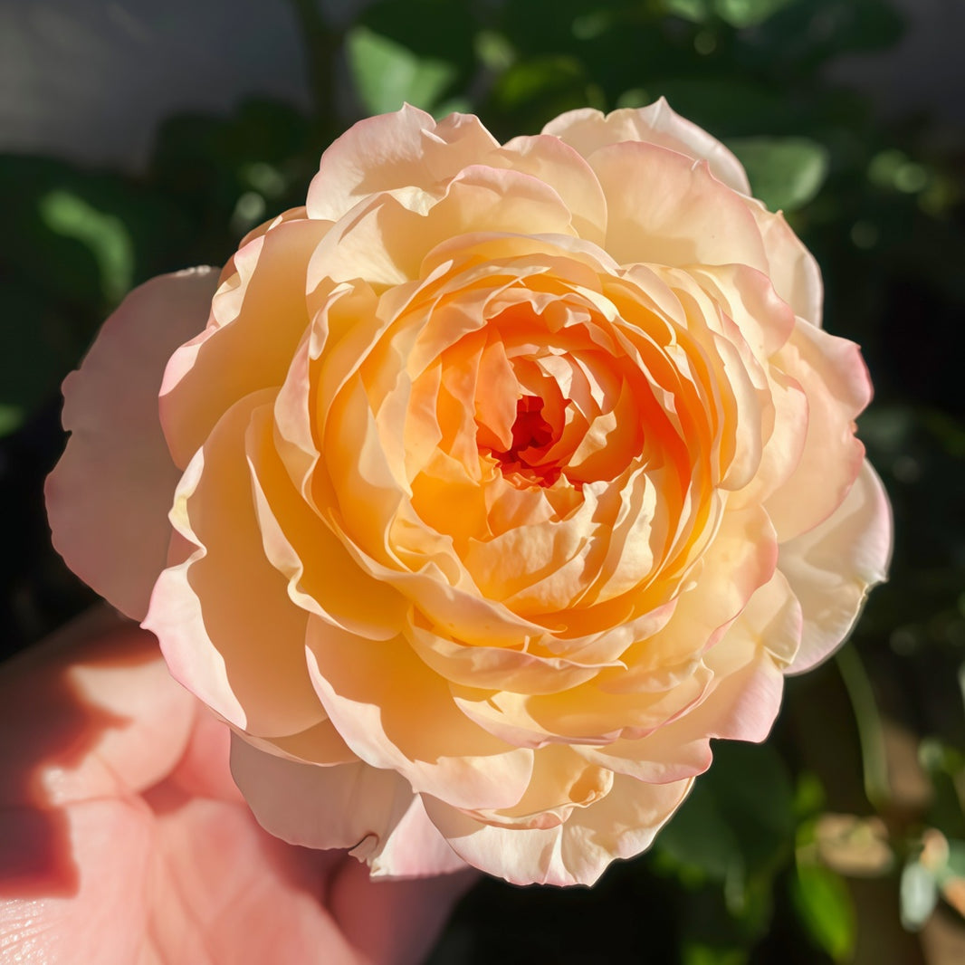 Japanese Roses – Page 2 – Ergongzy Roses
