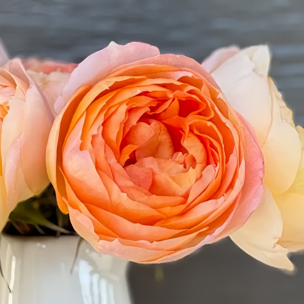 Japanese Roses – Page 2 – Ergongzy Roses