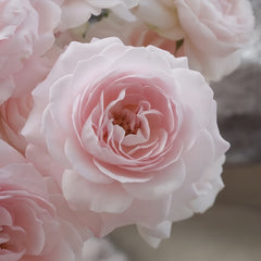 Fairy Kiss Rose-仙子之吻｜Japanese Shrub Rose｜1 Gallon Plant