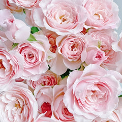 Fairy Kiss Rose-仙子之吻｜Japanese Shrub Rose｜1 Gallon Plant