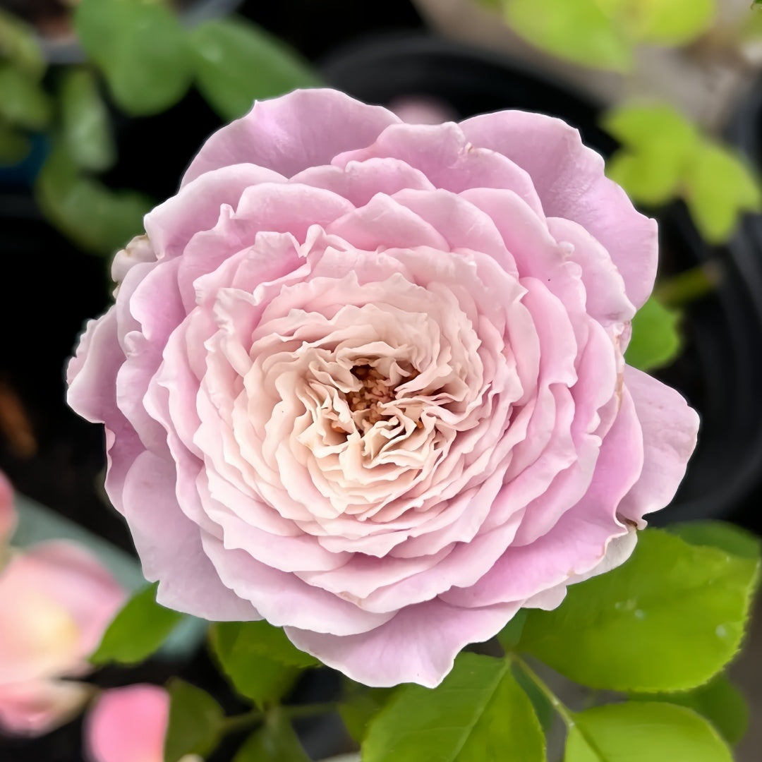 Princess Kaori Rose