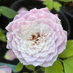 Princess Kaori Rose
