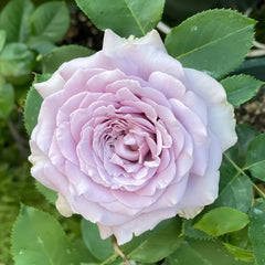 Princess Kaori Rose