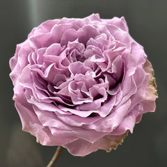 Princess Kaori Rose