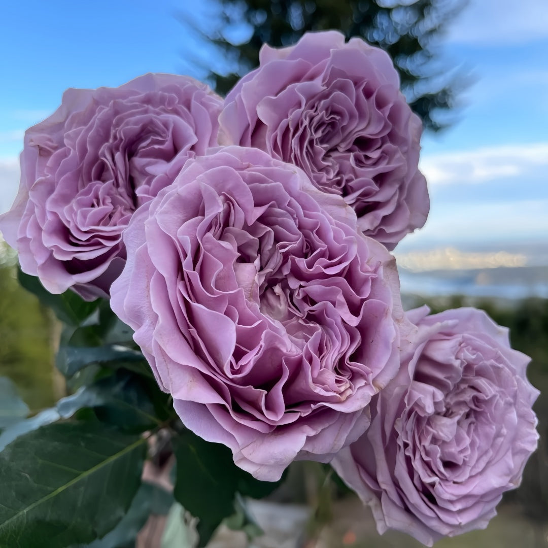 Princess Kaori Rose
