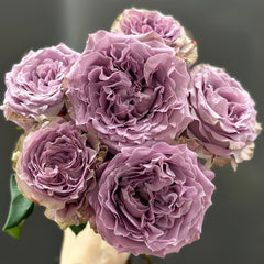 Princess Kaori Rose-香织公主｜Japanese Cut Rose – Ergongzy Roses