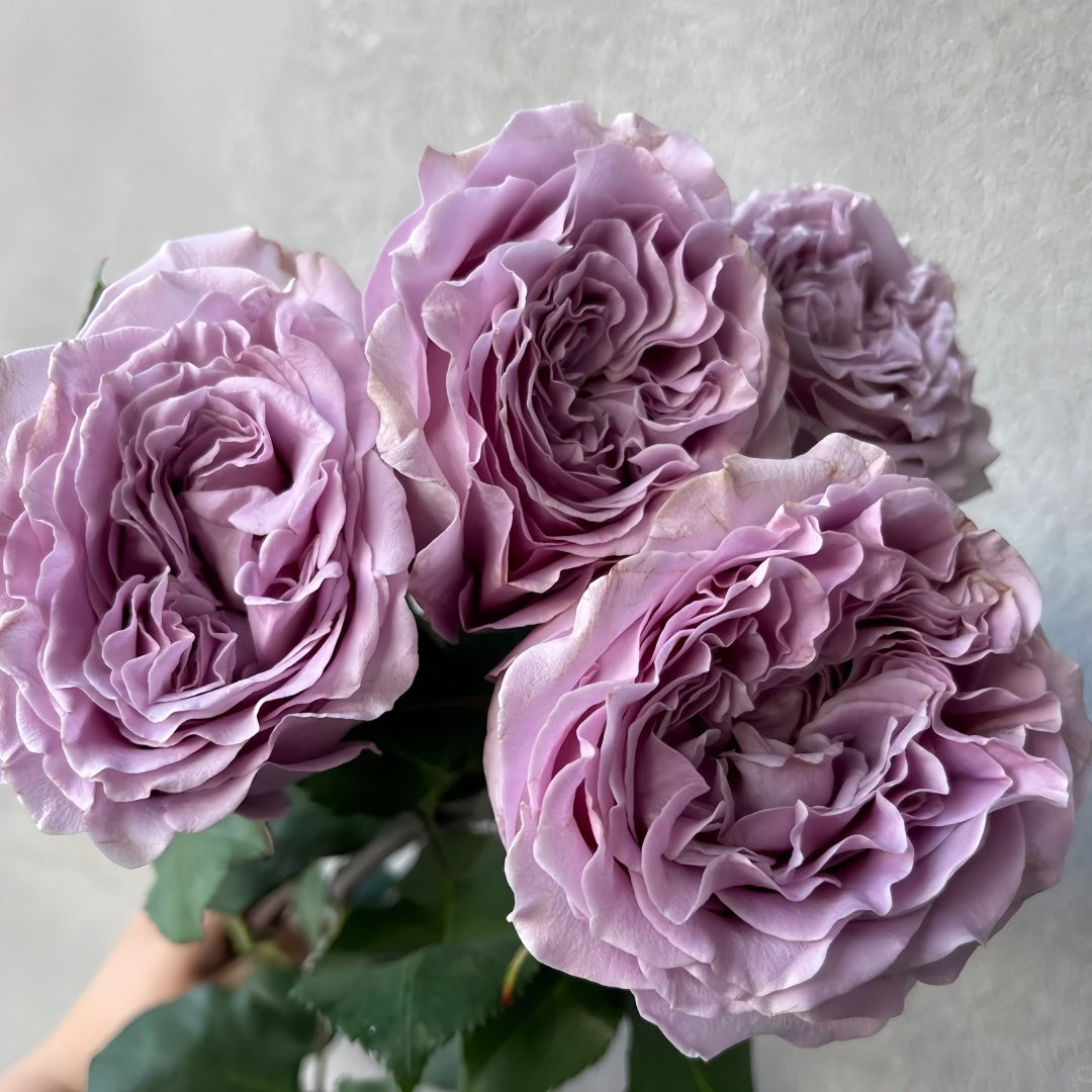 Princess Kaori Rose