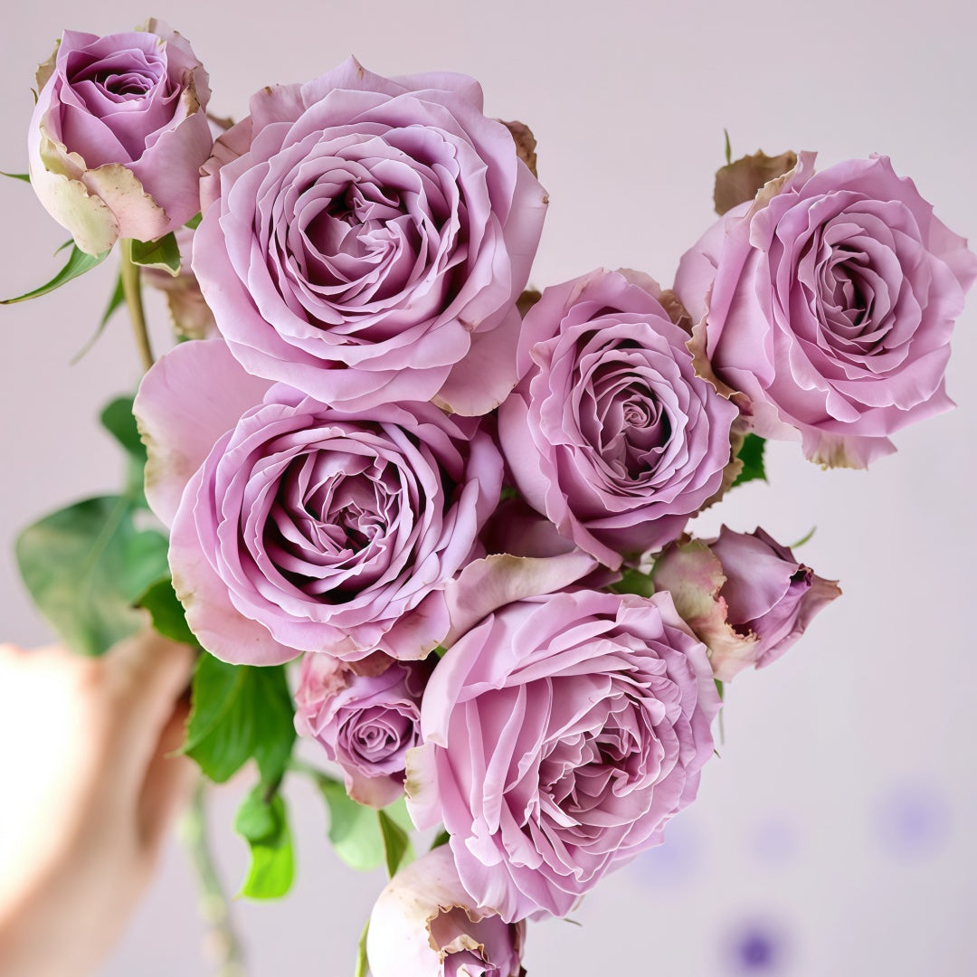 Princess Kaori Rose