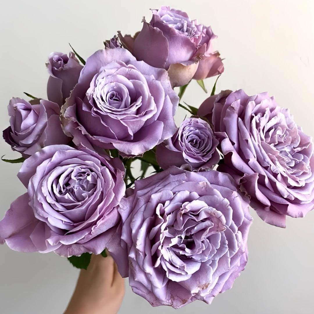 Princess Kaori Rose