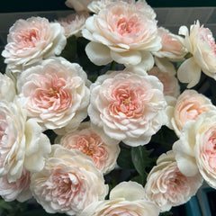 Princess Veil Rose