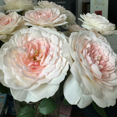 Princess Veil Rose