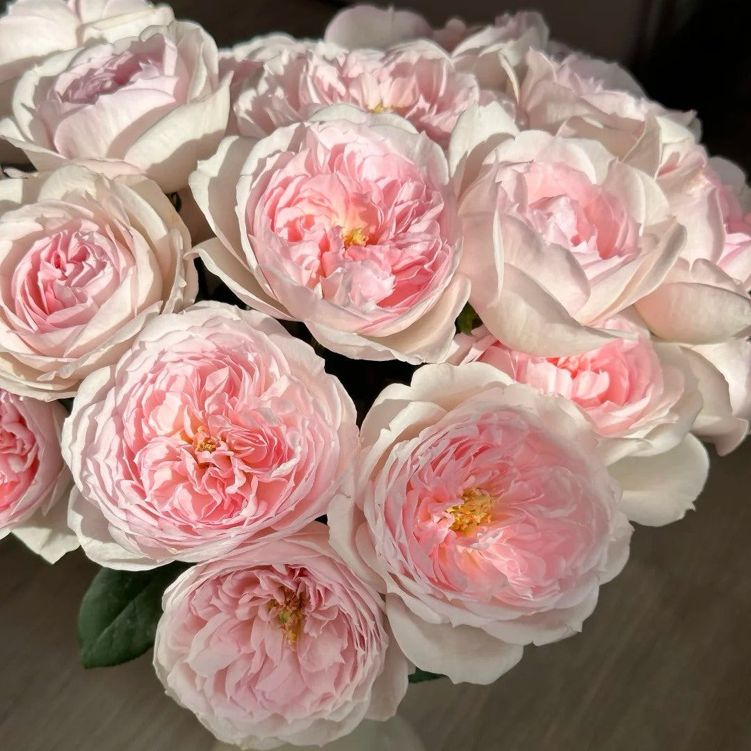 Princess Veil Rose