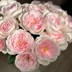 Princess Veil Rose
