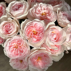Princess Veil Rose
