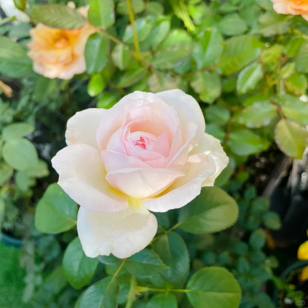 Princess Veil Rose