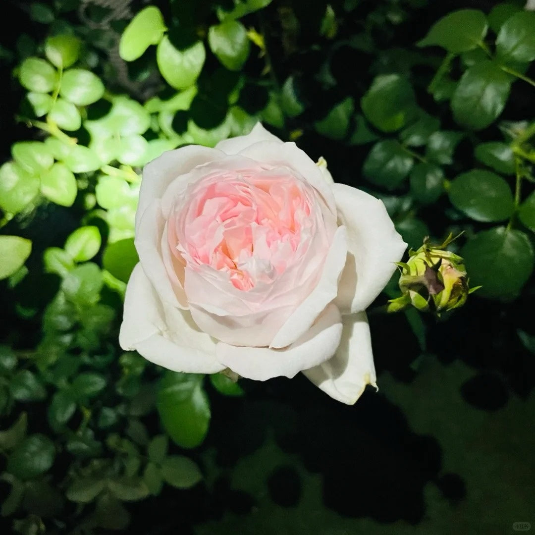 Princess Veil Rose