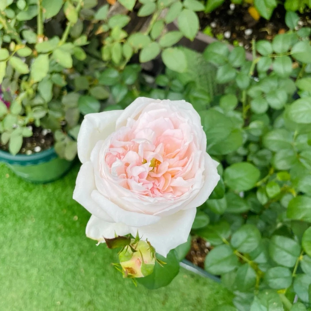 Princess Veil Rose