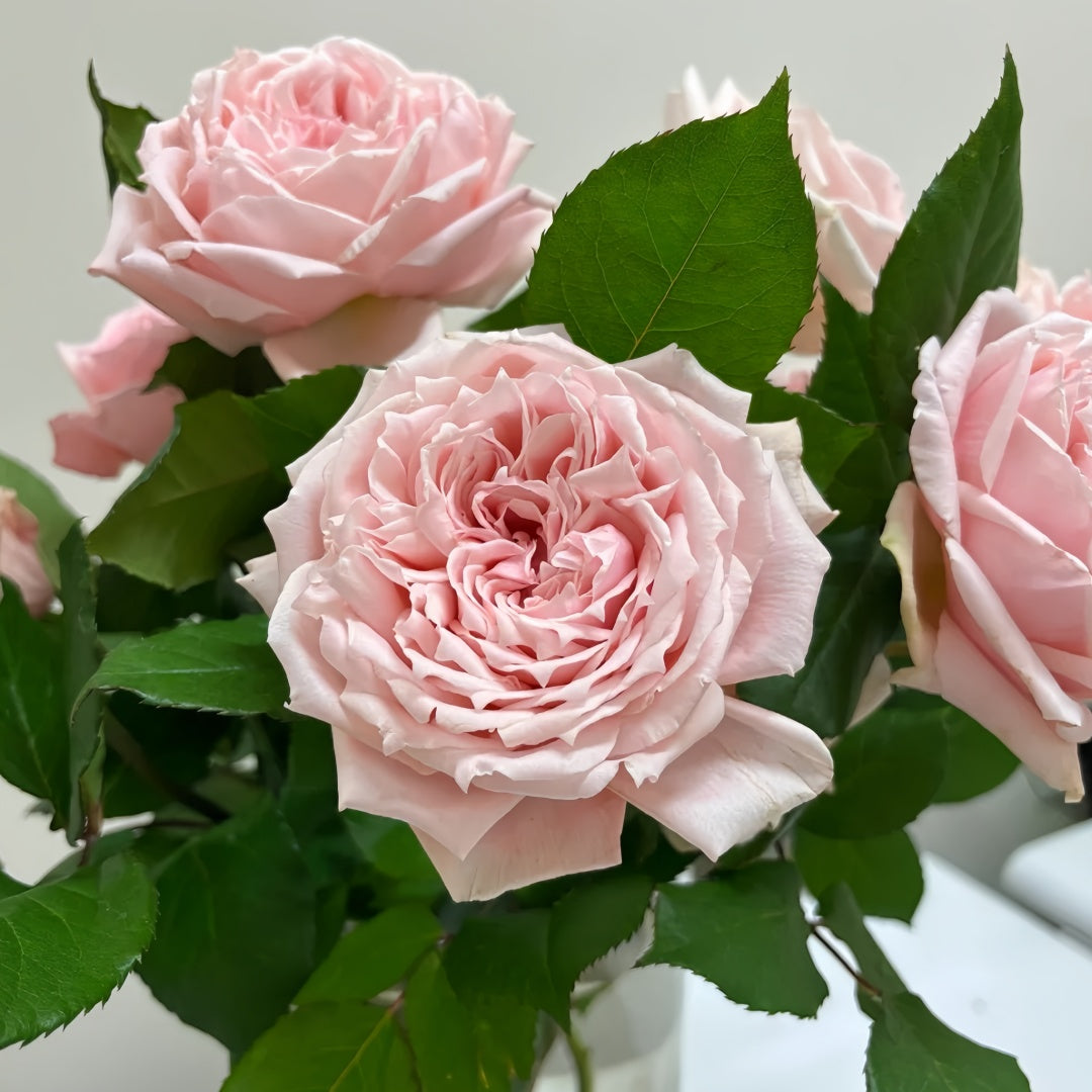 Princess Hitomi Rose