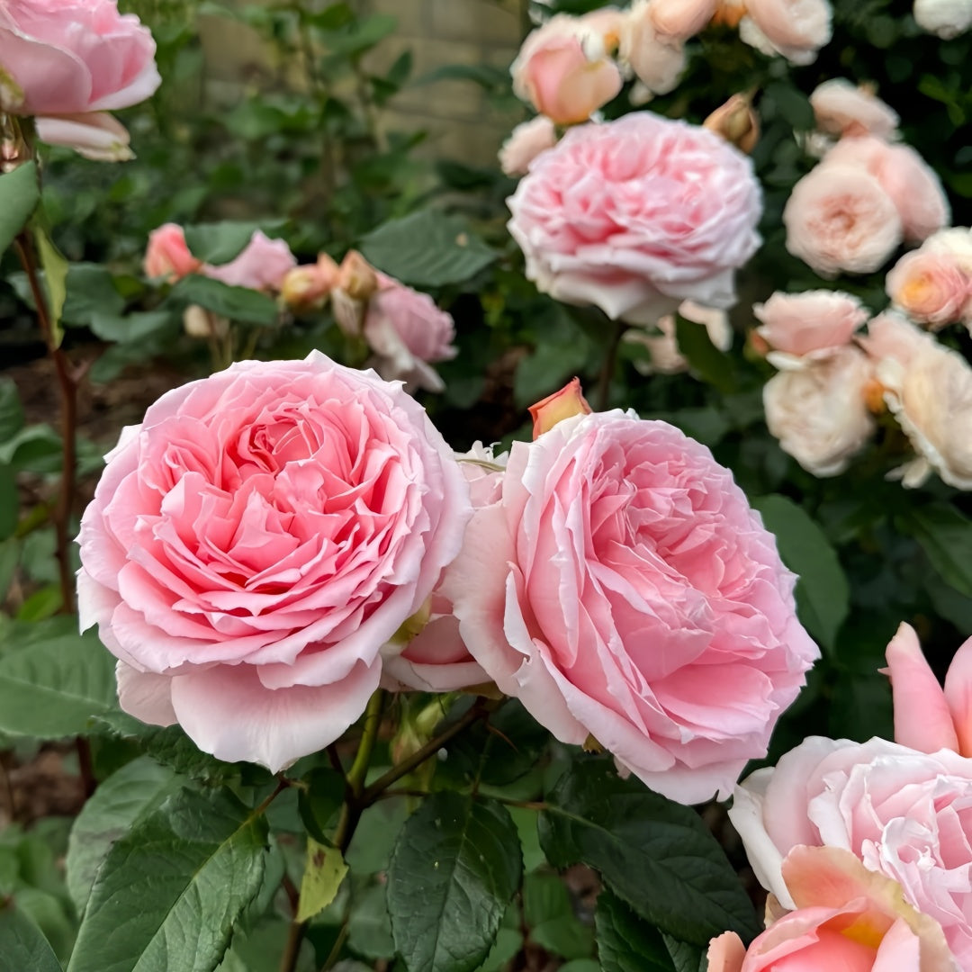 Princess Hitomi Rose