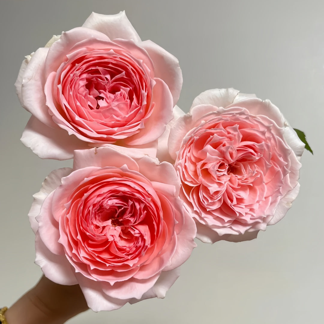 Princess Hitomi Rose