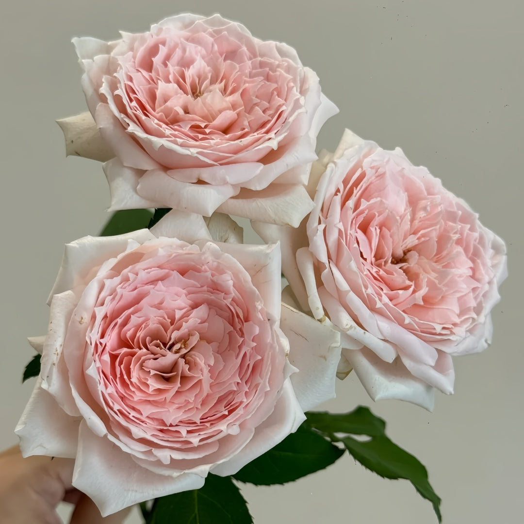 Princess Hitomi Rose