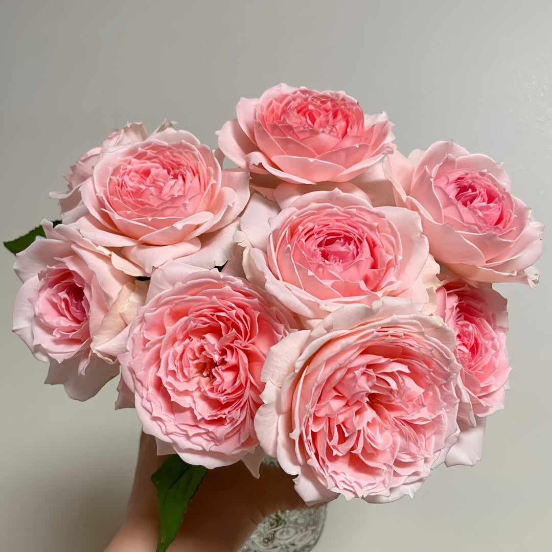 Princess Hitomi Rose