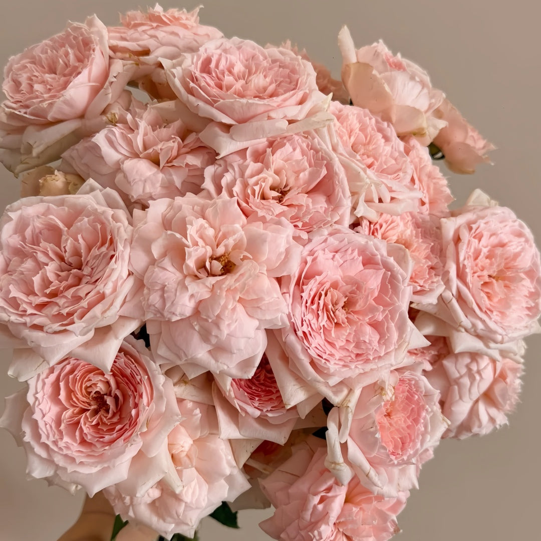 Princess Hitomi Rose