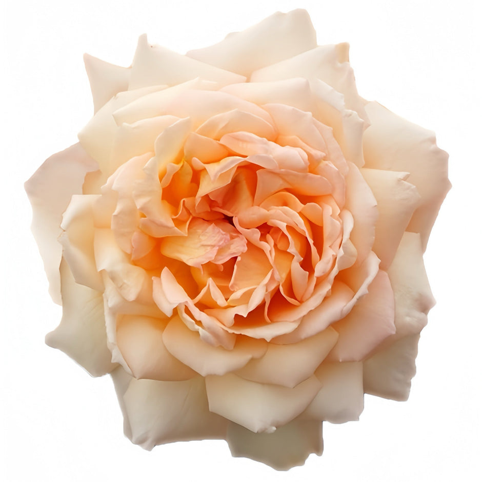 Japanese Roses – Ergongzy Roses