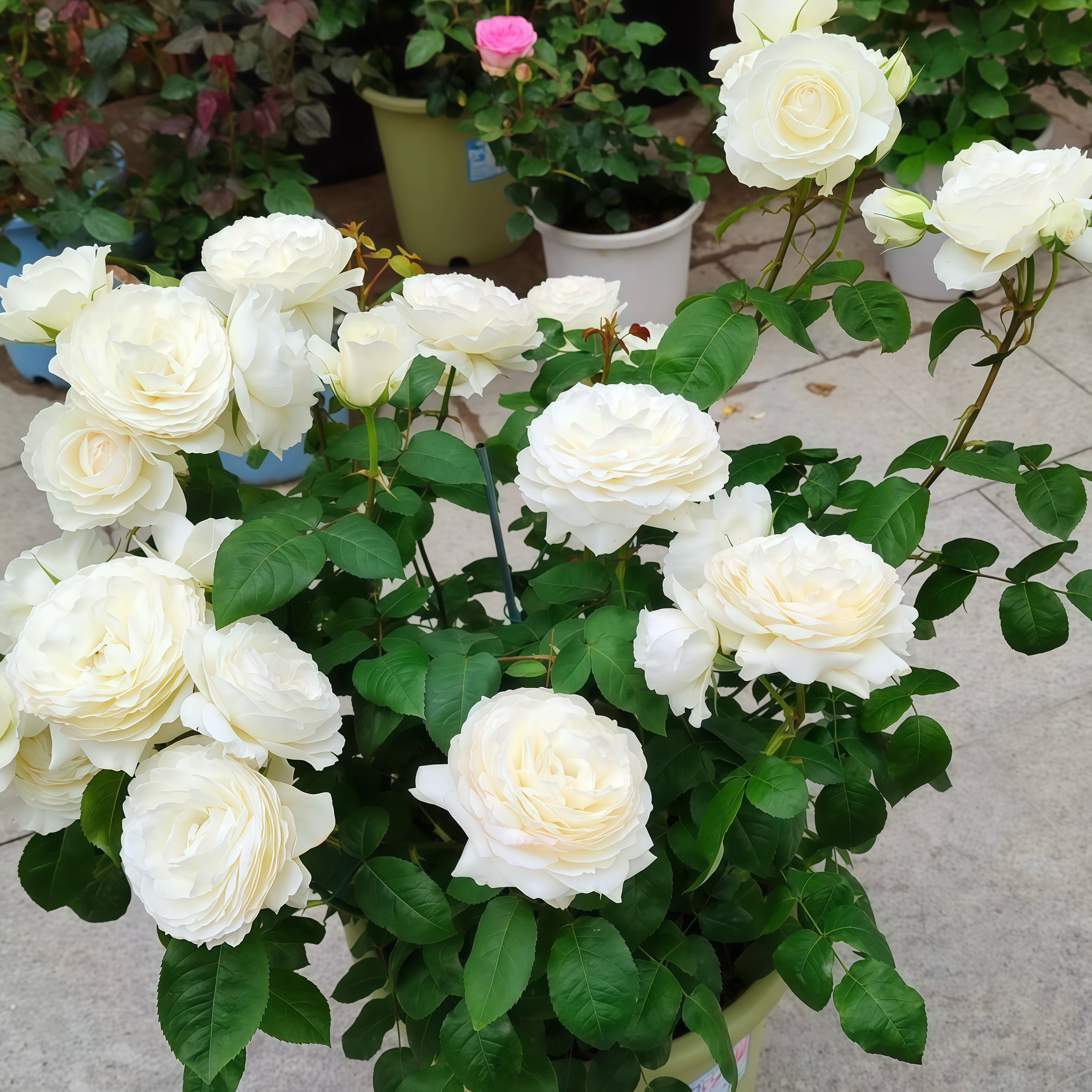 Princess Miyuki rose-美雪公主｜Japanese Shrub Rose