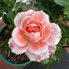 【ROSE☆ROSE】【2点まとめ】 Respride Fille Rose-伊芙乙女心｜Japanese Shrub Rose