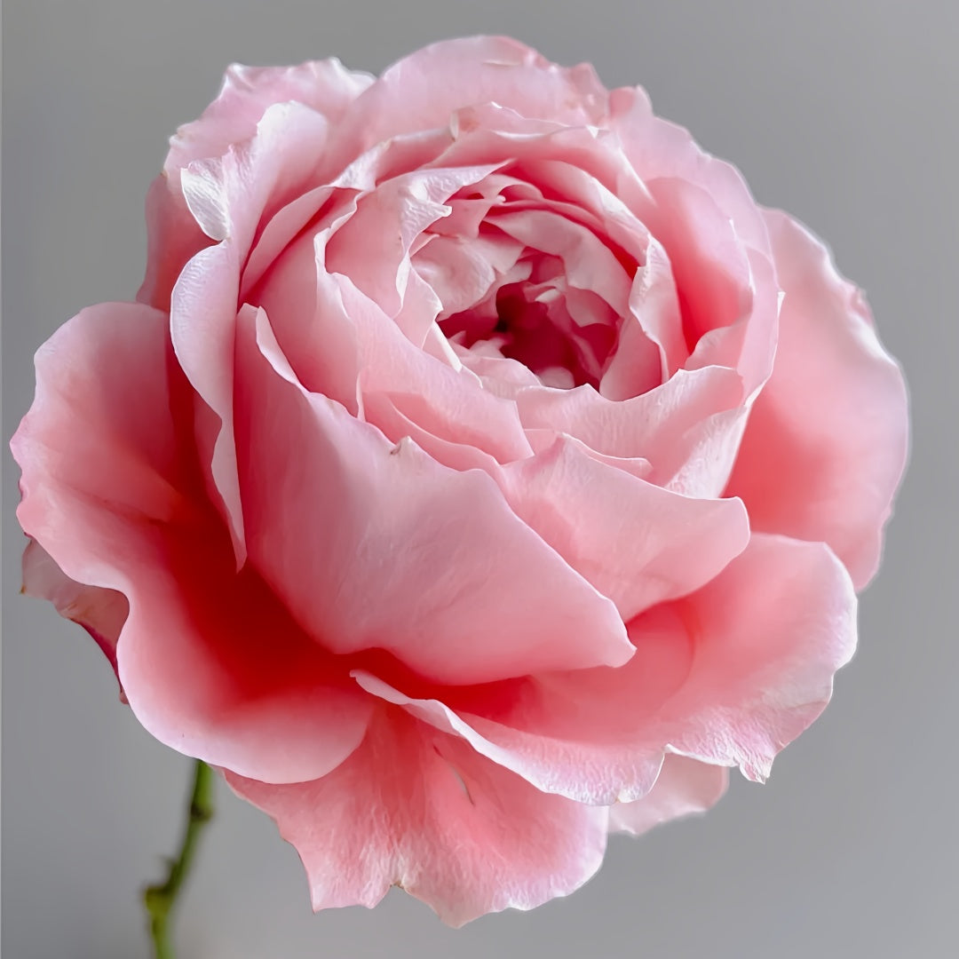 Princess Sakura Rose-樱花公主｜Japanese Shrub Rose