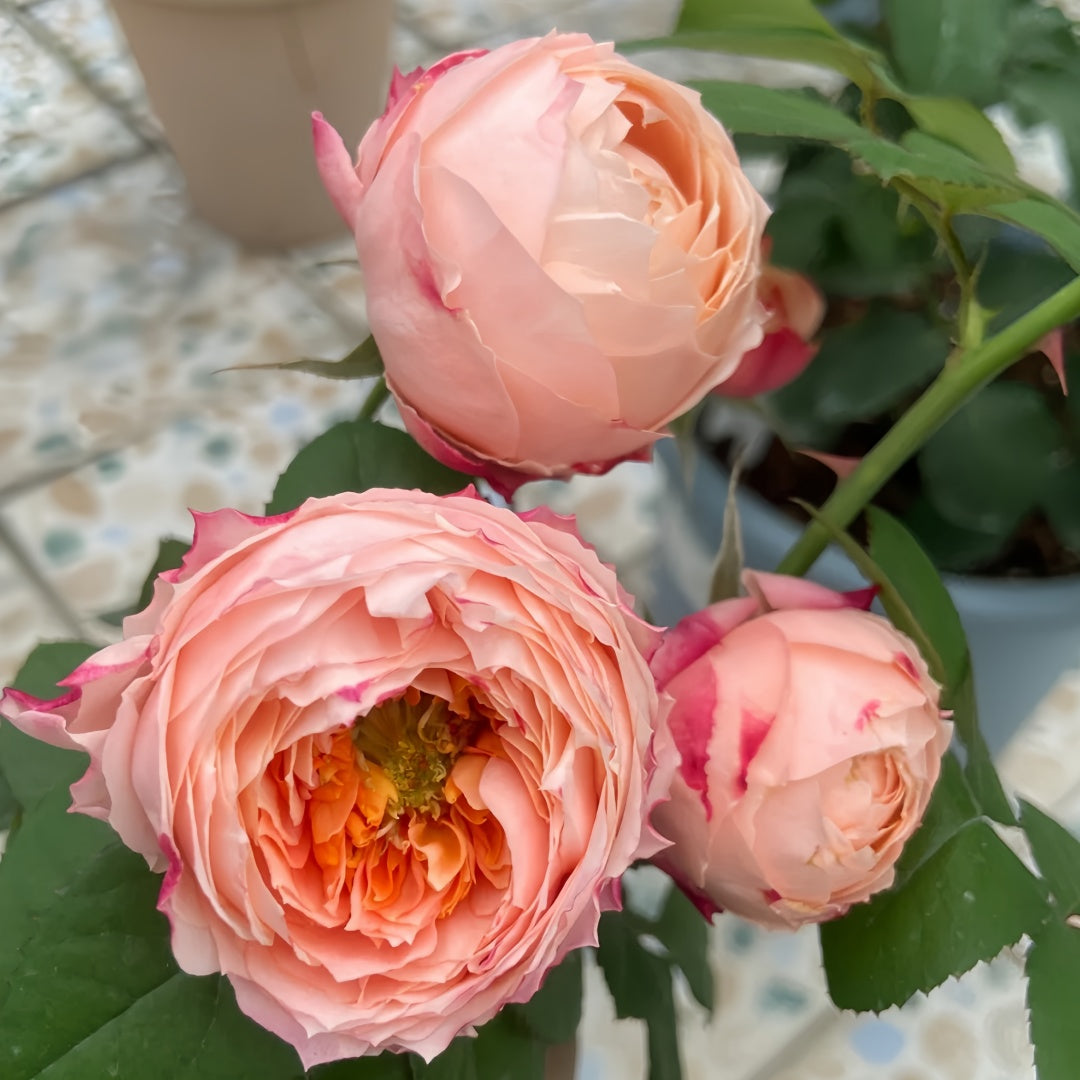 Princess Sakura Rose-樱花公主｜Japanese Shrub Rose