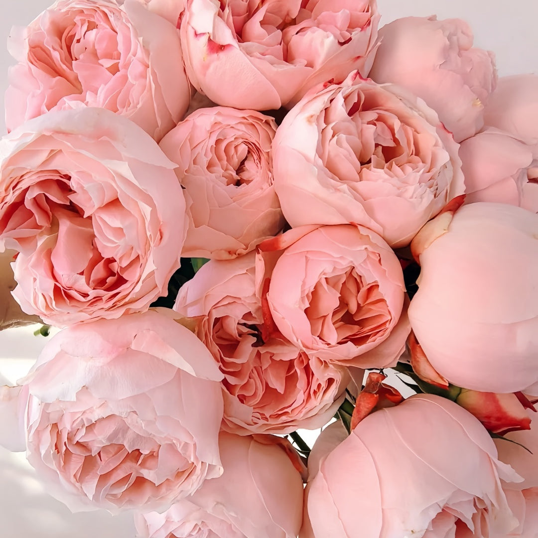 Princess Sakura Rose-樱花公主｜Japanese Shrub Rose