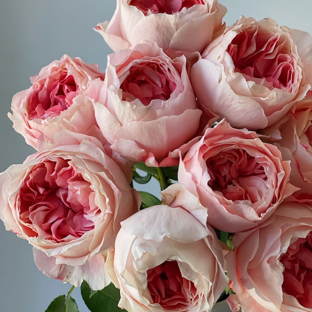 【ROSE☆ROSE】【2点まとめ】 Respride Fille Rose-伊芙乙女心｜Japanese Shrub Rose