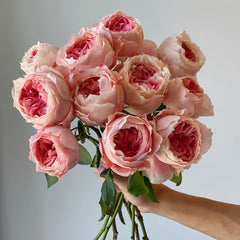 Princess Sakura Rose-樱花公主｜Japanese Shrub Rose – Ergongzy Roses