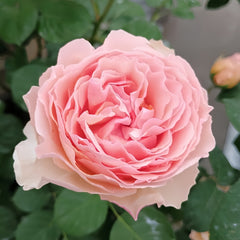 Princesse Charlene de Monaco Rose
